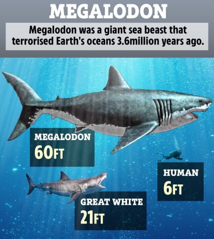 MEGALODON SHARK POSTERIOR TOOTH ~ 3.27" ~ REAL FOSSIL ~