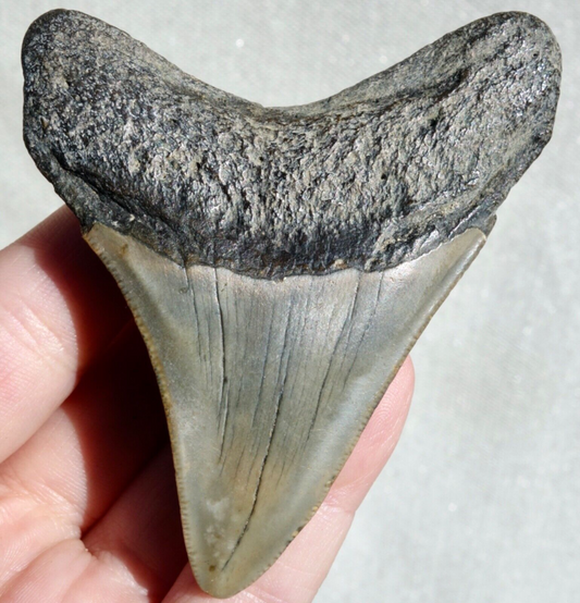 MEGALODON SHARK POSTERIOR TOOTH ~ 3.27" ~ REAL FOSSIL ~