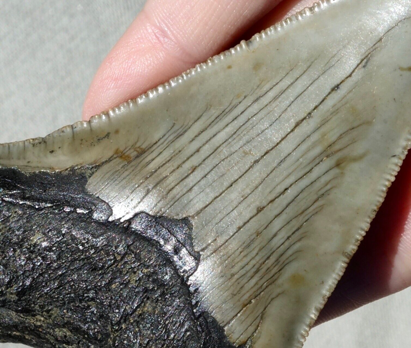 MEGALODON SHARK SERRATED TOOTH ~ 4.17" ~ SHARK TEETH ~ REAL FOSSIL