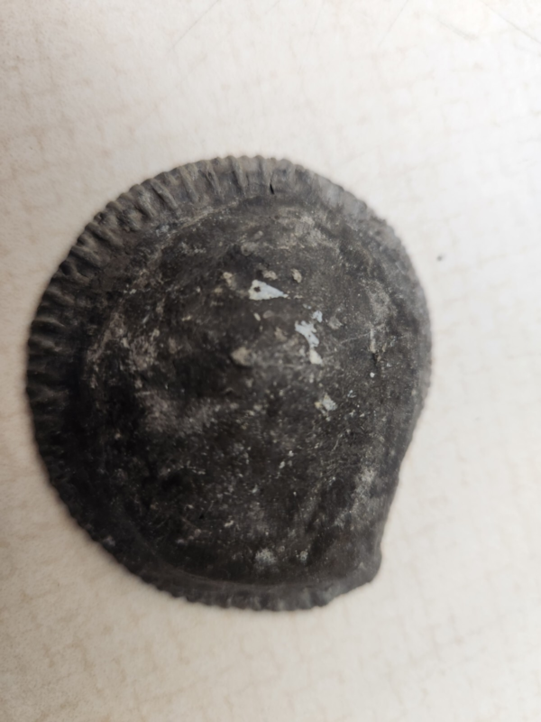 Lot 5:  Agate Slices, Small Fossil Nodule, Orthoceras Fossil, White gypsum Rocks