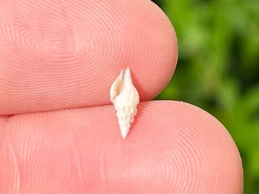 Costa Rica Fossil Gastropod Glyphostoma sp. Miocene Age Shell