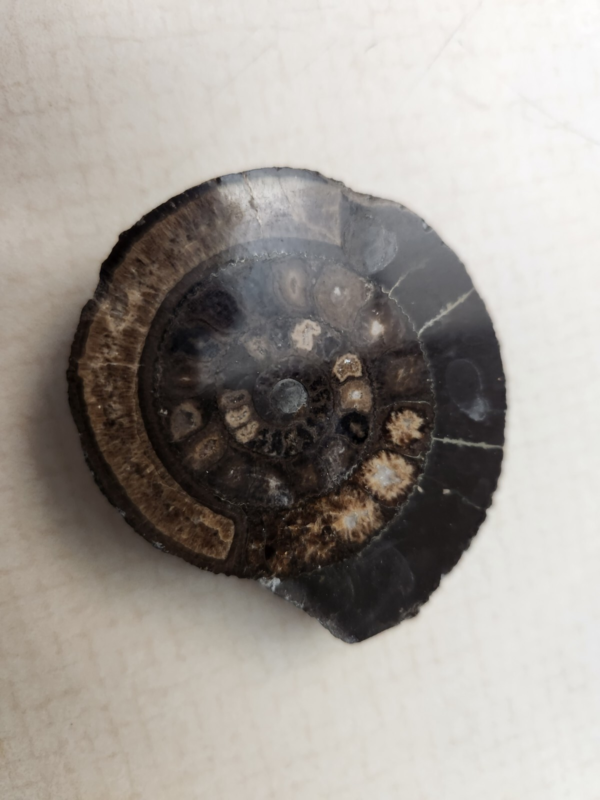 Lot 5:  Agate Slices, Small Fossil Nodule, Orthoceras Fossil, White gypsum Rocks