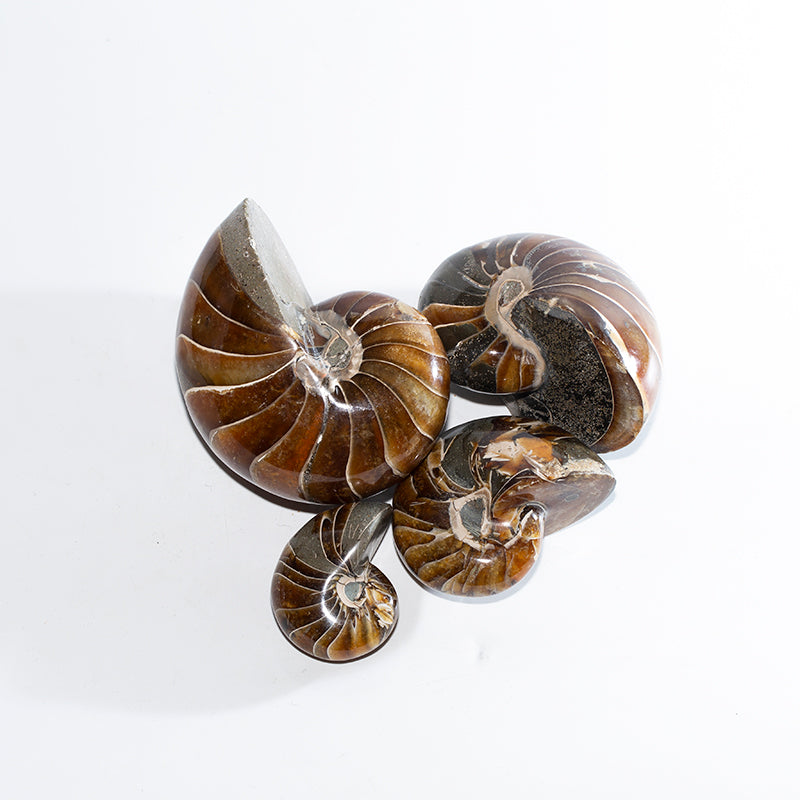 Decoración científica de piedra fina en espiral con tornillo de loro 