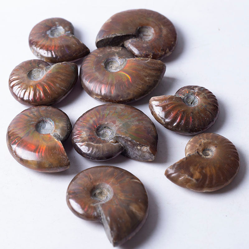 High quality rainbow sea spiro gas fossil